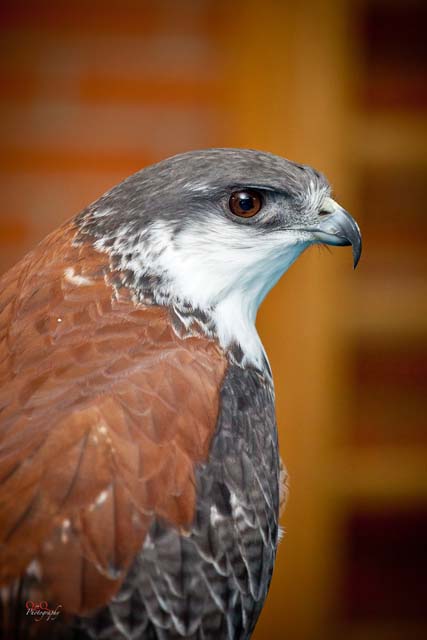 Semana Ciencias en Los Tilos
